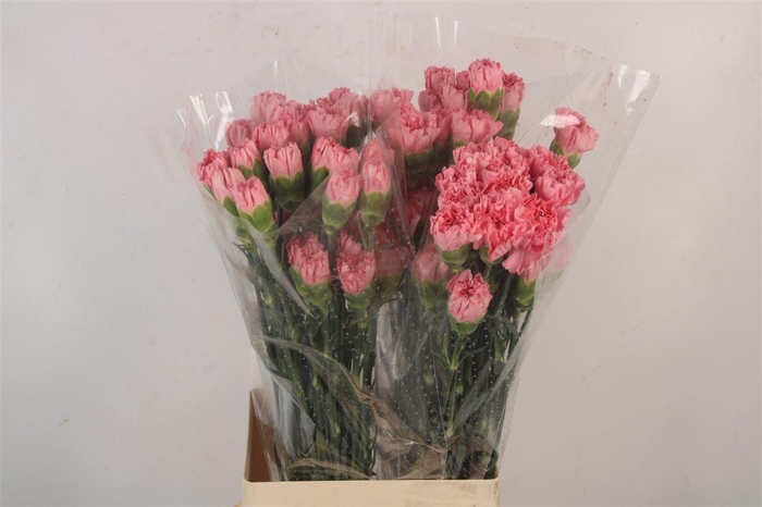 <h4>Di St Kaori</h4>