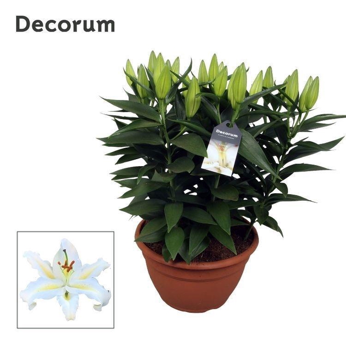 <h4>Lilium Oriental White schaal 9pp</h4>