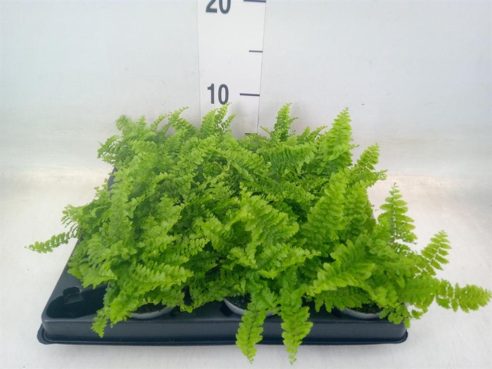 <h4>Nephrolepis exal.   ...</h4>