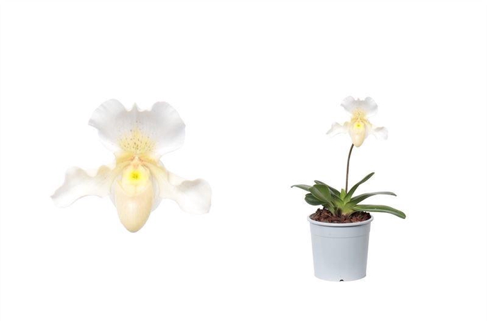 <h4>Paphiopedilum p11 Rosy Dawn 1bl</h4>