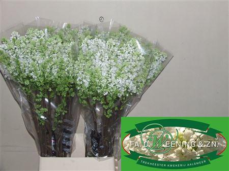 <h4>Syr V Mme Fl Stepman 100cm 4 Hd Amazing!!</h4>