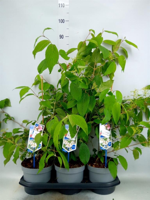 <h4>Viburnum plicatum 'Kilimandjaro'</h4>