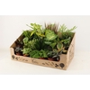 Intenz mix 12cm in Nairobi pot