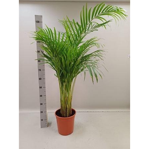 Dypsis Lutescens