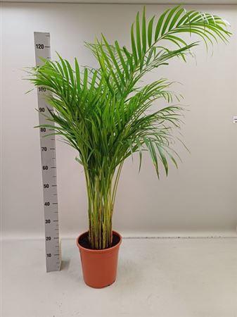 <h4>Dypsis Lutescens</h4>