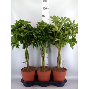 Schefflera arbor. 'Compacta'