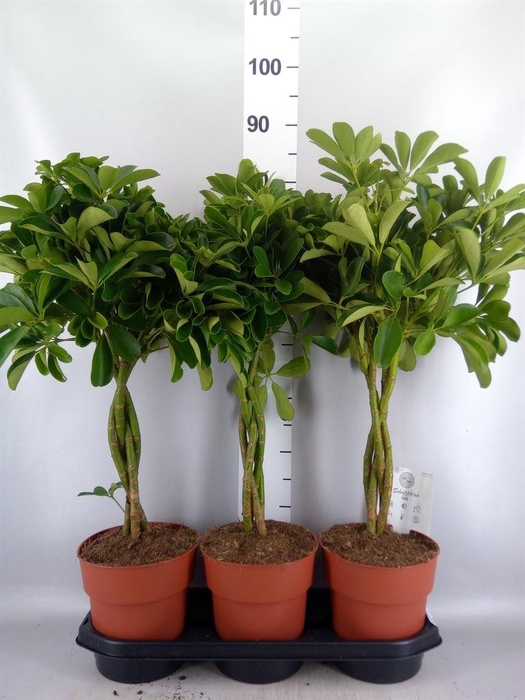 <h4>Schefflera arbor. 'Compacta'</h4>
