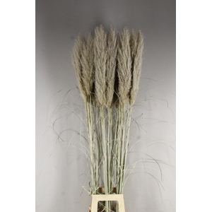 DF Pampas 150cm Hollands