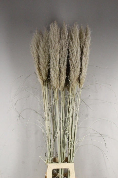 <h4>DF Pampas 150cm Hollands</h4>