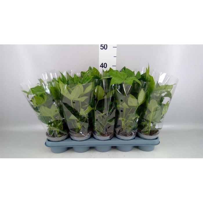 <h4>Fatsia japonica   ...</h4>
