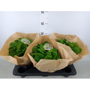 Peperomia albov. 'Rana Verde'