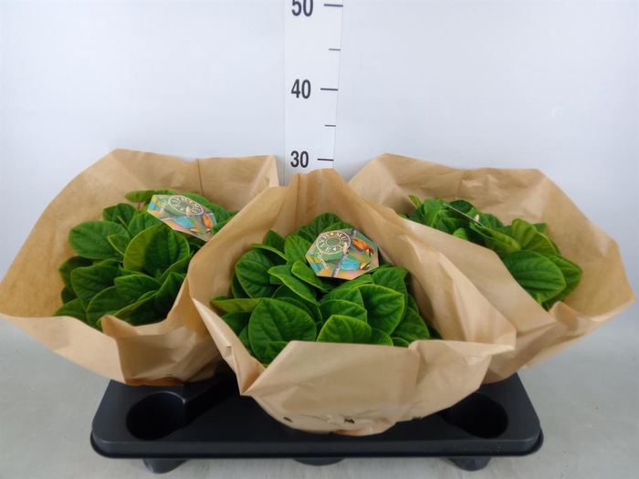 <h4>Peperomia albov. 'Rana Verde'</h4>