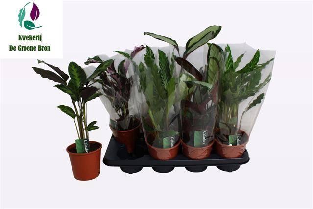 arr8 Calat Gem 3 Srt