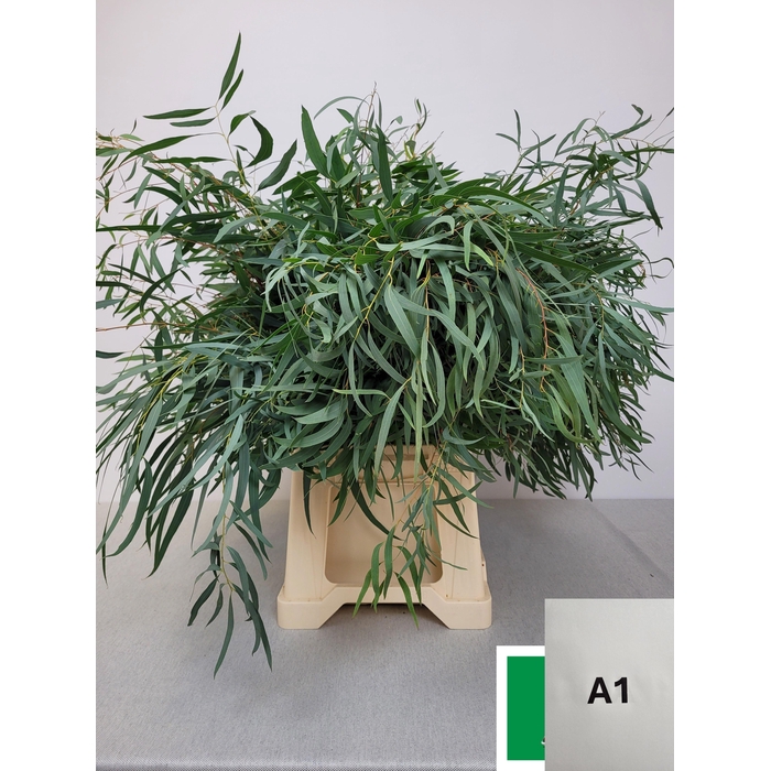 <h4>EUC NICHOLII PB</h4>