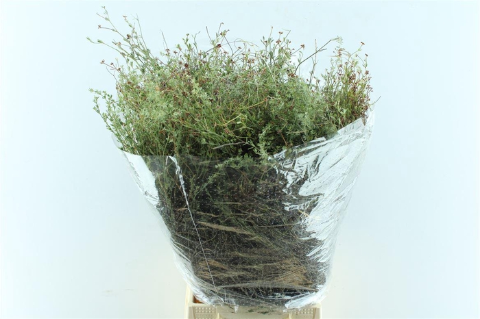 <h4>Thymus ( Tijm ) 300 Gram</h4>