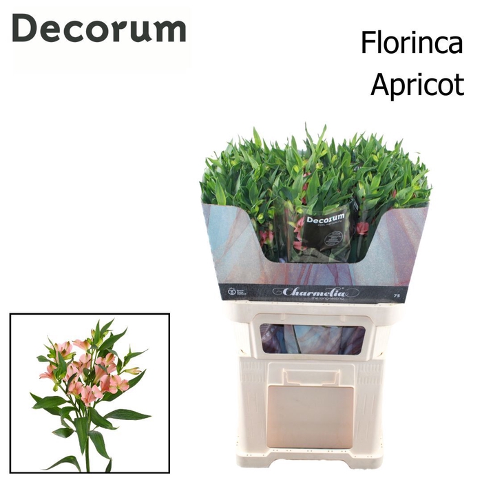 <h4>ALST FL CHARMELIA APRICOT</h4>