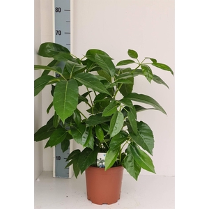 Schefflera actin. 'Amate'