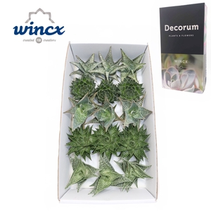 Aloe Mix (wincx) Cutflower Wincx-10cm