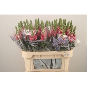 Antirrhinum Nl. Dark Pink Cool