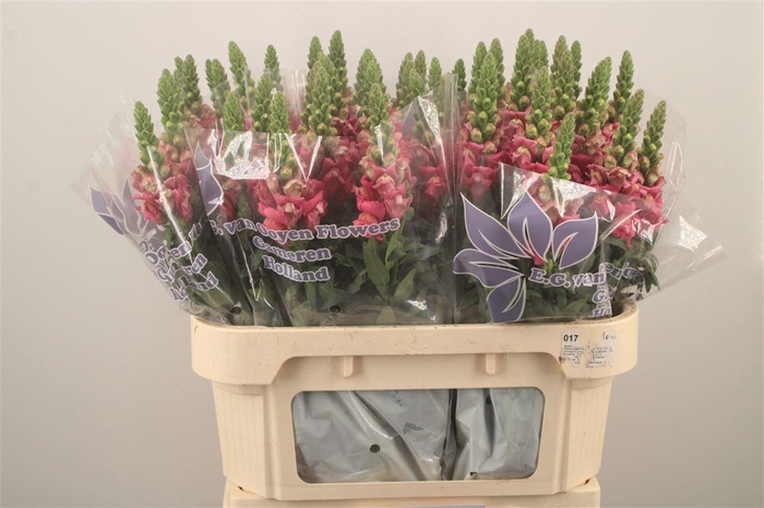 <h4>Antirrhinum Nl. Dark Pink Cool</h4>