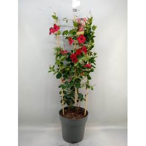 Mandevilla am. 'Sundav Red'