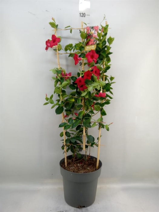 <h4>Mandevilla am. 'Sundav Red'</h4>