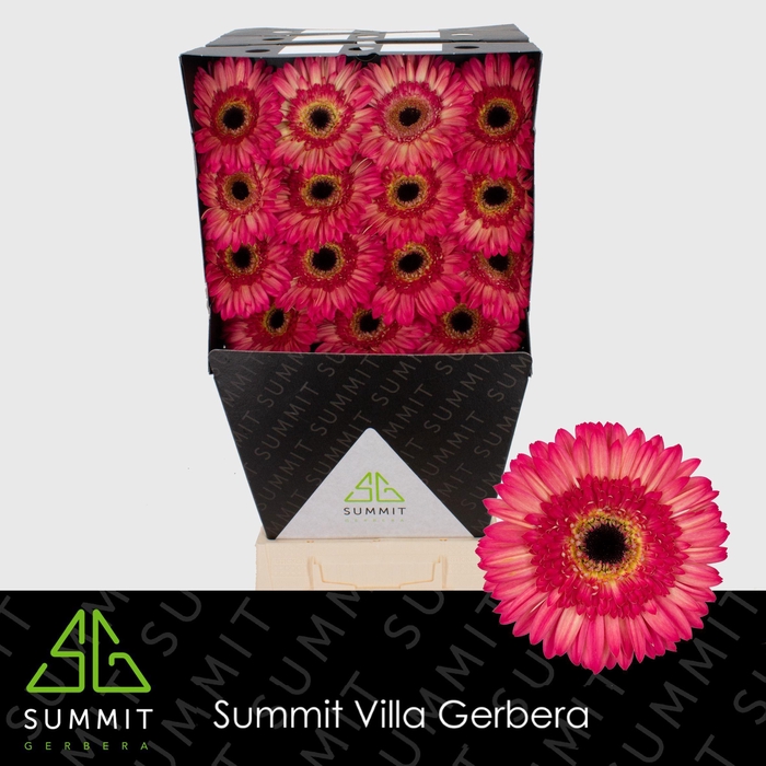 <h4>GE GR HIPPIE CHIC</h4>