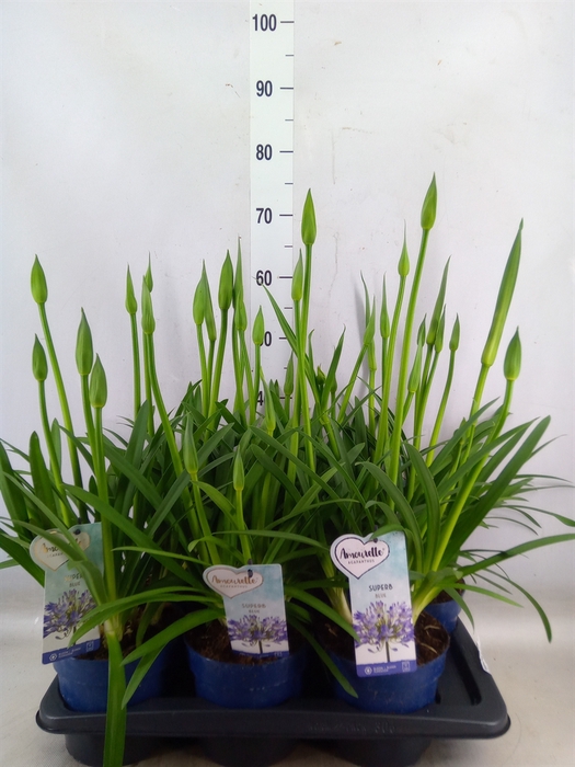 <h4>Agapanthus  'Amourette Superb'</h4>