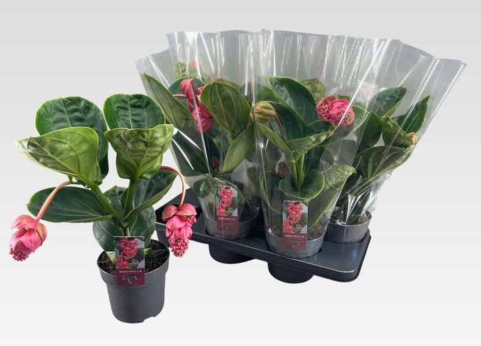 <h4>MEDIN MAG LAMBADA</h4>