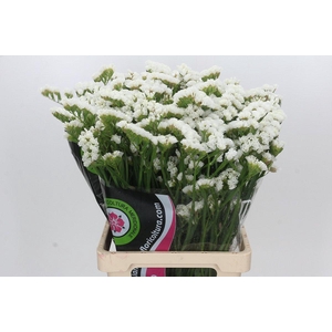 Limonium Statice White