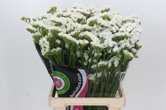 <h4>Limonium Statice White</h4>