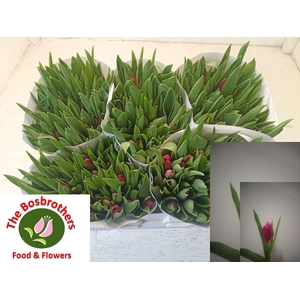 TU EN MARATHON CHAMP