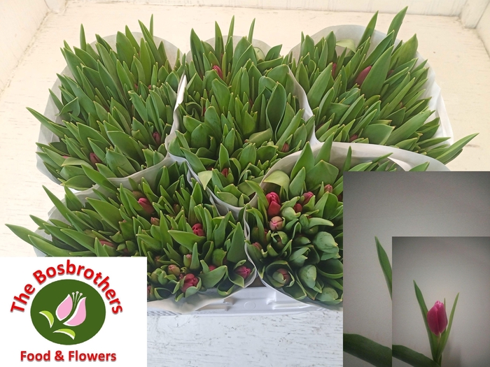 <h4>TU EN MARATHON CHAMP</h4>