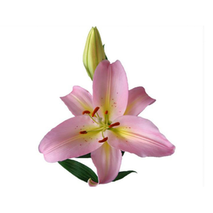 LIRIO SORBONNE 080 CM HT 3/5 FLS
