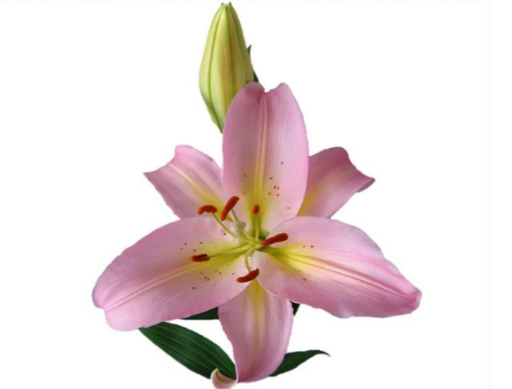 LIRIO SORBONNE 080 CM HT 3/5 FLS