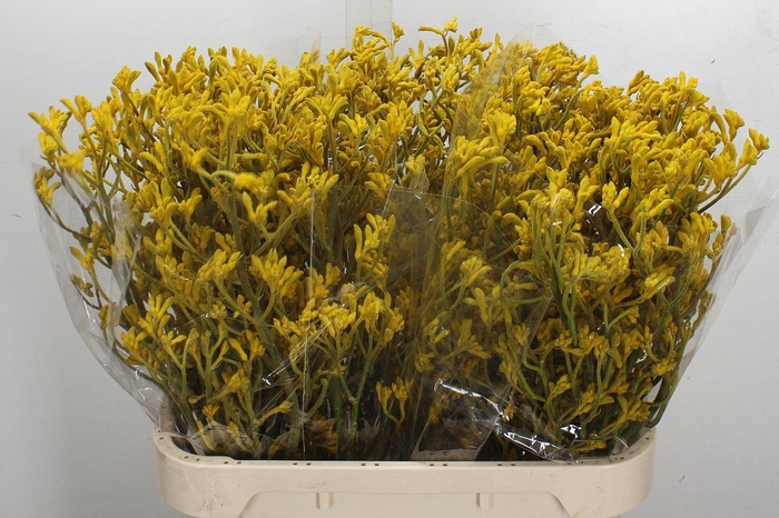 <h4>Anigoz Imani Yellow</h4>