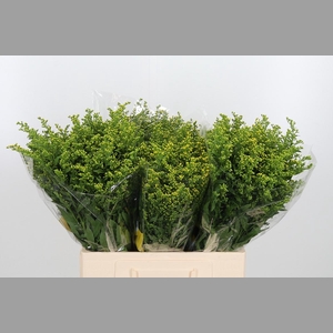 Solidago Carzan Glor