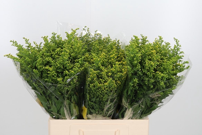 <h4>Solidago Carzan Glor</h4>