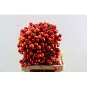 Malusappel Red Sentinel