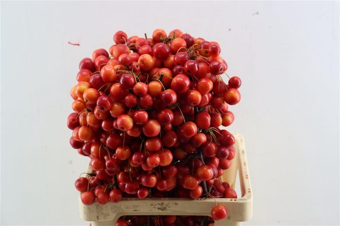 <h4>Malusappel Red Sentinel</h4>