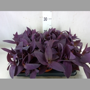 Tradescantia   ...