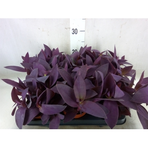 Tradescantia   ...