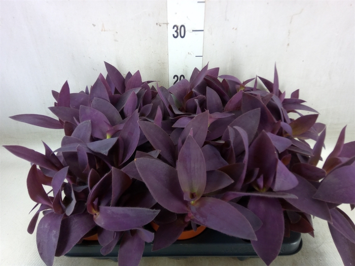<h4>Tradescantia   ...</h4>