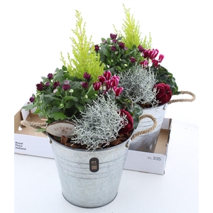 ARR TUINPLANTEN H%