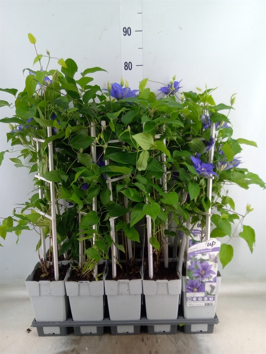 <h4>Clematis   ...</h4>