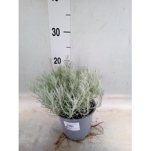 Helichrysum italicum