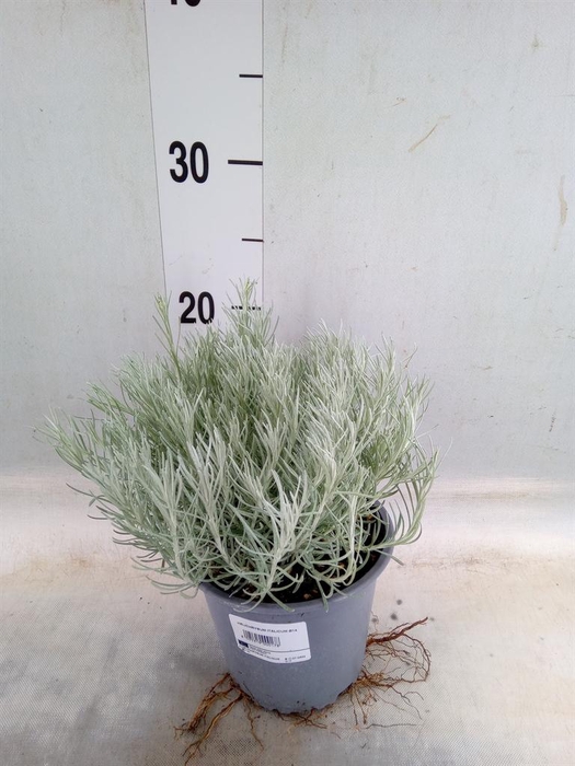 Helichrysum italicum