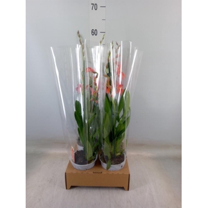 Burrageara  'Nelly Isler'