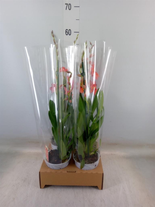 <h4>Burrageara  'Nelly Isler'</h4>