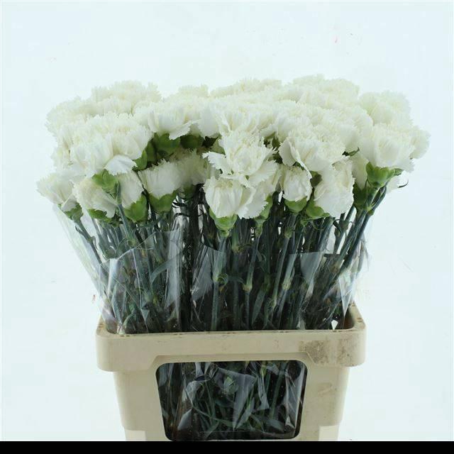 <h4>DI ST HOLLY</h4>